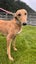 Pilot- Young Cat Trainable Greyhound Girl Carousel 2