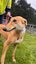 Pilot- Young Cat Trainable Greyhound Girl Carousel 3