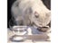 Non-slip Cat Bowls Double Pet Bowls With Holder Pet Food And Water Bowls Carousel 3