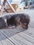 Cattle dog huntaway puppies Carousel 11