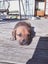 Cattle dog huntaway puppies Carousel 13