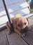Cattle dog huntaway puppies Carousel 10