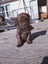 Cattle dog huntaway puppies Carousel 12