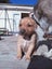Cattle dog huntaway puppies Carousel 14