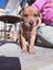 Cattle dog huntaway puppies Carousel 15
