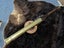 MASSIVE, over 12 kg! Flintlock swivel Blunderbuss. British. No License needed Carousel 11