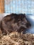 Guinea Pig Babies Carousel 3