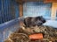 Guinea Pig Babies Carousel 4