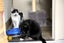 Cats Protection Canterbury - Rosella and Ranger Carousel 2