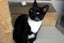 Cats Protection Canterbury - Rosella and Ranger Carousel 4