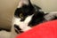 Cats Protection Canterbury - Rosella and Ranger Carousel 5