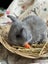 **Trained Mini Lop Bunny Rabbits & Care Package** Carousel 3