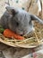 **Trained Mini Lop Bunny Rabbits & Care Package** Carousel 4