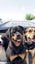 Pedigree rottweiler bitch Carousel 1