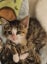 Rescue kitten Sofia Carousel 1