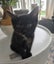 Rescue kitten Willow Carousel 1