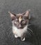 Rescue kitten Tilly Carousel 1