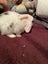 a purebred mini lop baby boy Carousel 3