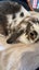 a purebred mini lop baby boy Carousel 4