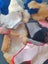 Lot of Sheepskins #1 Carousel 6
