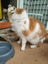 Max the Cat Carousel 3
