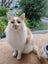 Max the Cat Carousel 1