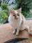 Max the Cat Carousel 2