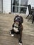 Bulldog x English Staffy Carousel 1