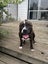 Bulldog x English Staffy Carousel 2