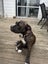 Bulldog x English Staffy Carousel 3