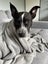Sadie- friendly, loving, 1.5 year old heeler X Carousel 4