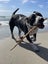 Sadie- friendly, loving, 1.5 year old heeler X Carousel 5
