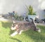 HUMANE SOCIETY RESCUE DOG - MOLLIE the SCHNAUZER Carousel 2