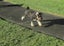 HUMANE SOCIETY RESCUE DOG - MOLLIE the SCHNAUZER Carousel 3