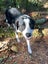 Bertie seeks loving family Carousel 2