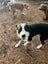 Bertie seeks loving family Carousel 3