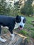 Bertie seeks loving family Carousel 4