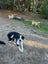 Bertie seeks loving family Carousel 5