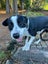 Bertie seeks loving family Carousel 6
