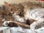 CAT FREE TO A GOOD HOME Carousel 1