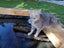 CAT FREE TO A GOOD HOME Carousel 4