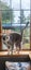 CAT FREE TO A GOOD HOME Carousel 7