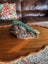 Pounamu Mere/Patu Carousel 9