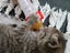 Cute kittens Carousel 1