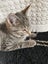 Cute kittens Carousel 3