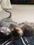 Cute kittens Carousel 4