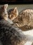 Cute kittens Carousel 5