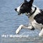 Waterproof 4G GPS Pet Collar, Mini Tracker for Cats and Dogs Carousel 4
