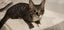 THE STREET CAT PROJECT - ROCCO & MOCCO - AVAILABLE FOR PREADOPTION Carousel 3