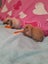 Cuddly and Curious Purebred Mini-lop Bunnies Carousel 3